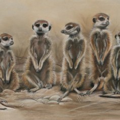 meerkatte (pastel & akwarel) 450 x 1000mm